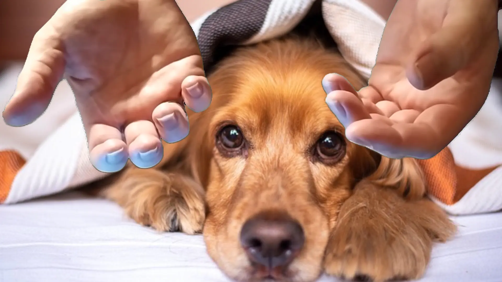 Jean Claude Dewulf pratiquant un soin énergétique curatif sur un chien