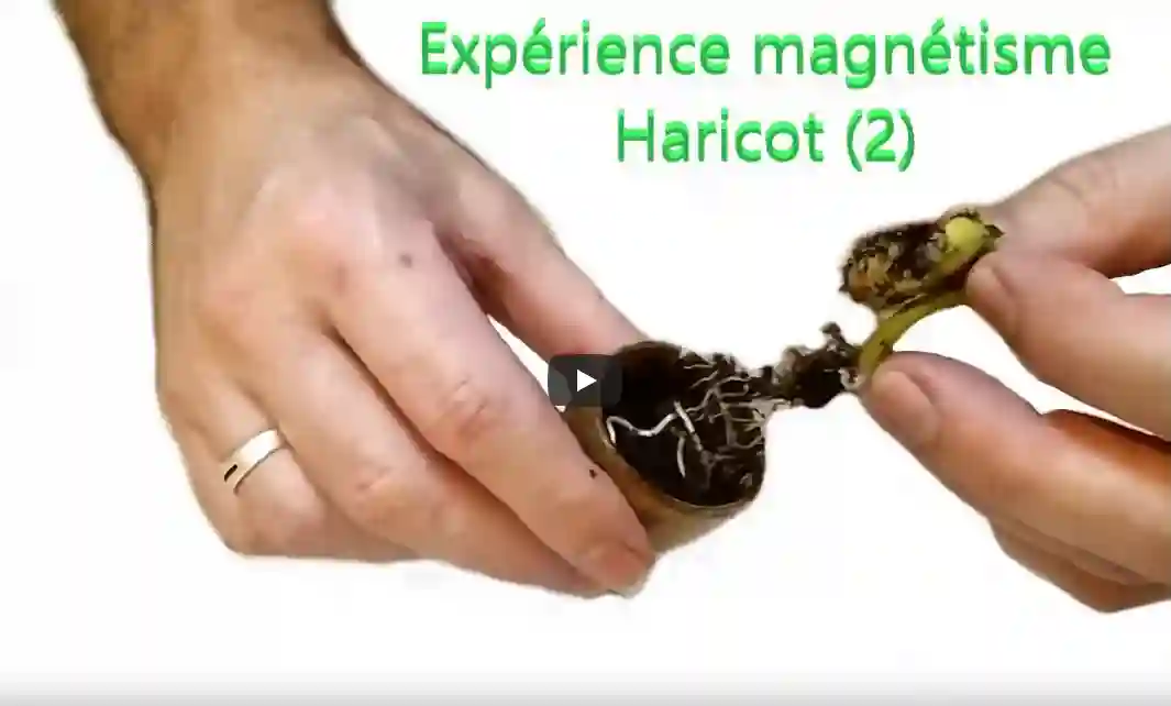 Haricot magnétisé et témoin – protocole et résultat