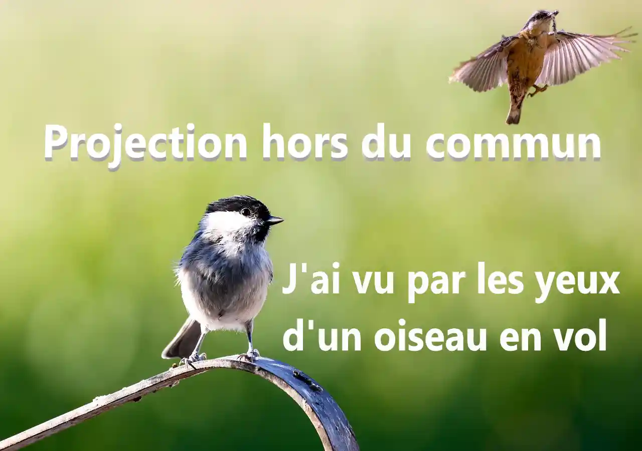 Oiseau posé sur une branche puis en vol dans le ciel, illustration d'une projection hors du corps vécue par Jean Claude Dewulf